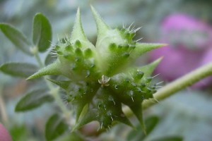 tribulus