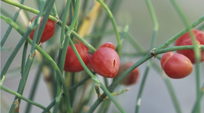 Ephedra