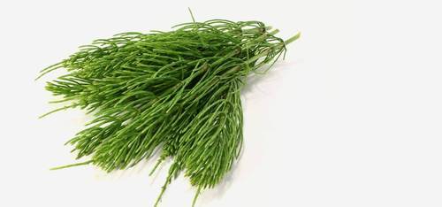 Diuretics Horsetail extract