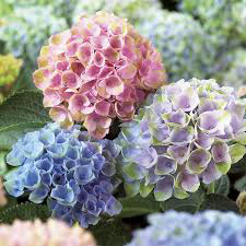 Diuretics Hydrangea