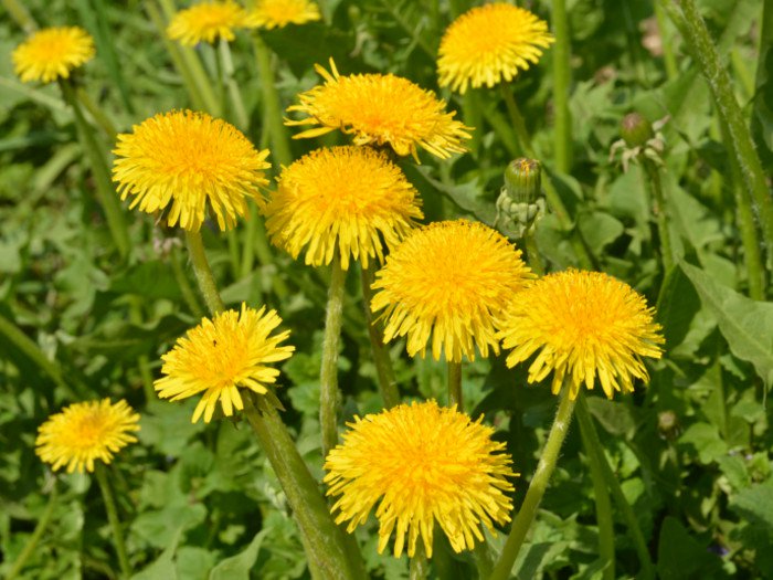 Diuretics dandelion