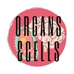 organs and cells