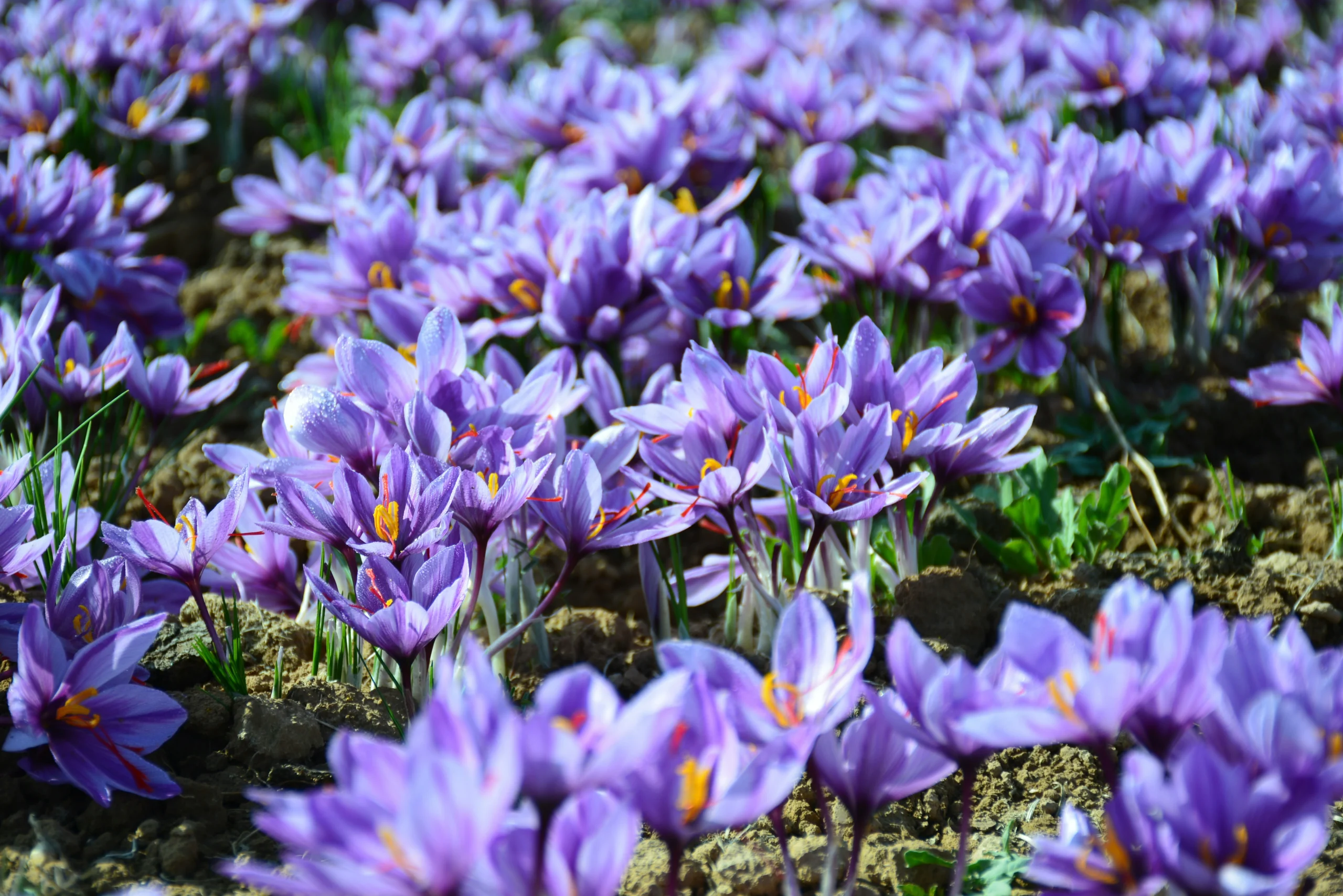 Crocus sativus plant