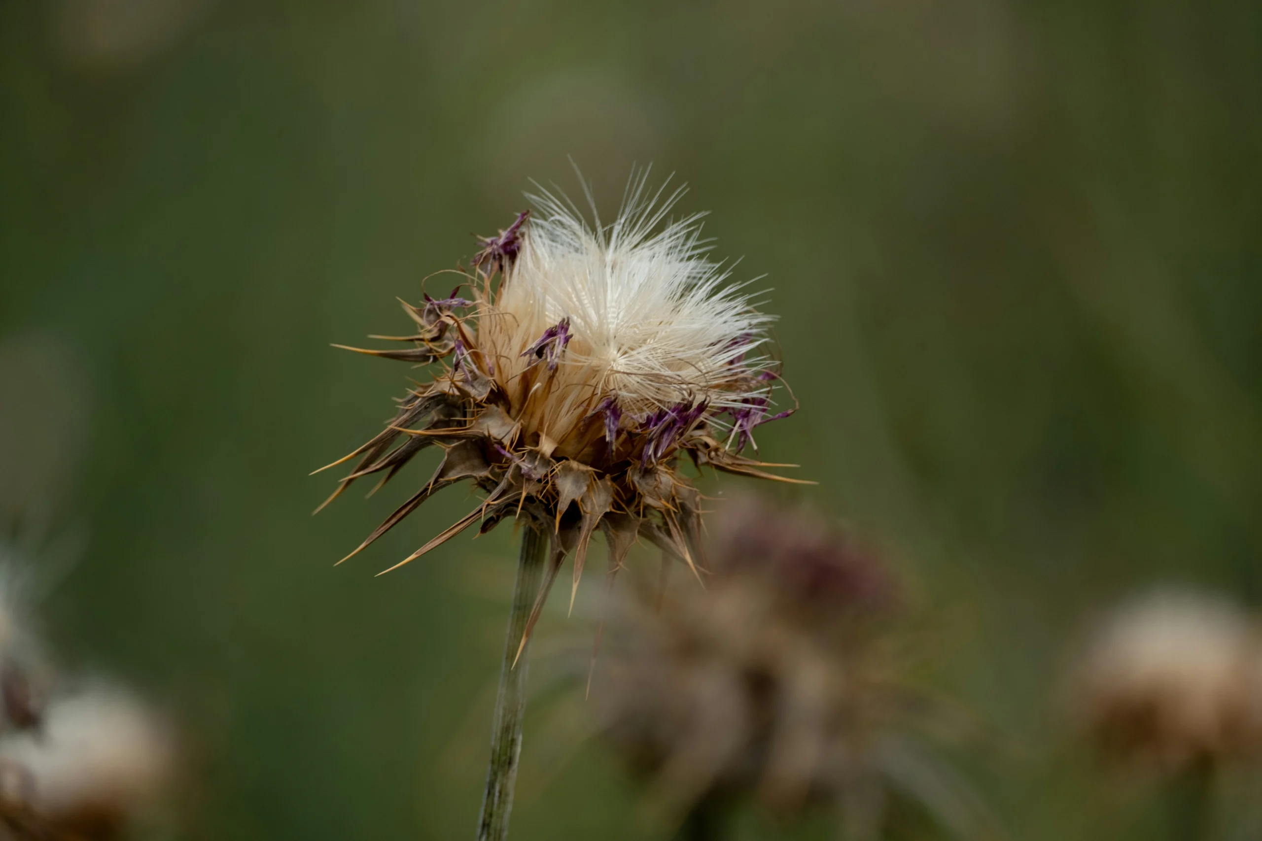 Marian Thistle