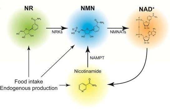 NAD+ intermediates: The biology and therapeutic potential of NMN and NR